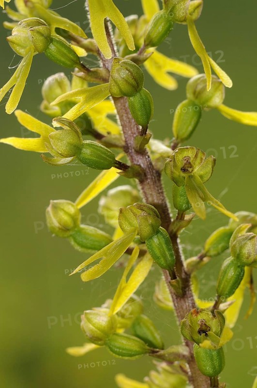 Common common twayblade