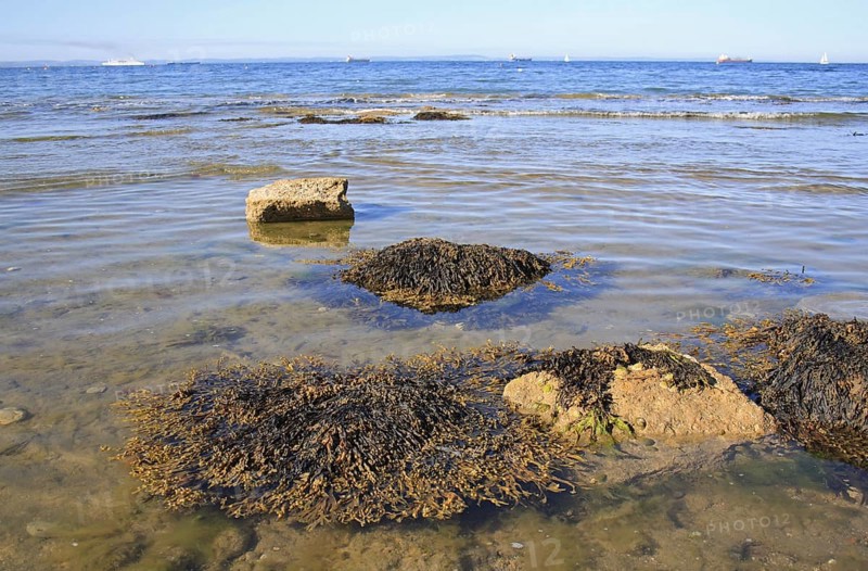 Bladder wrack