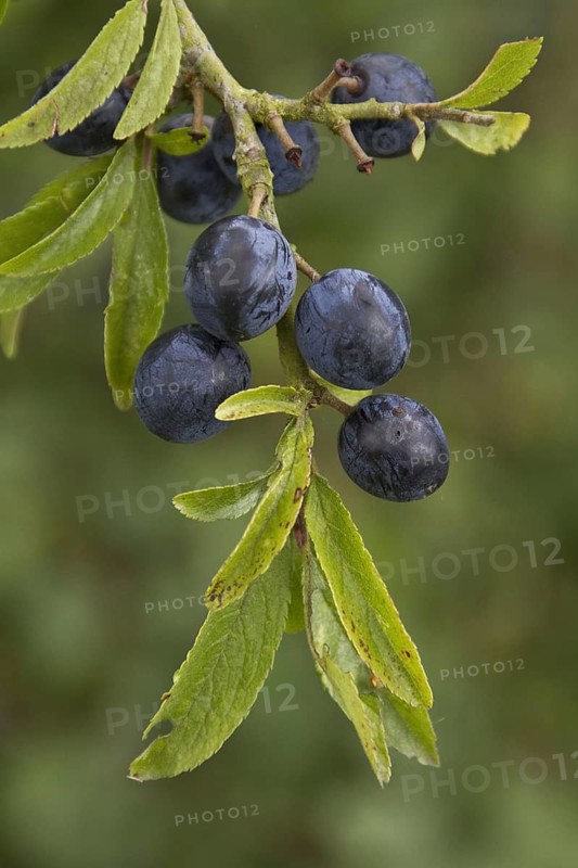 Prunus spinosus