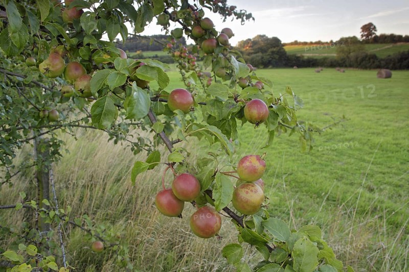 Wild Crabapple