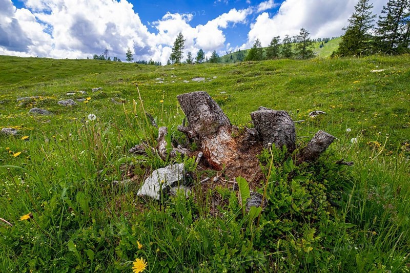 Flower meadow on the Postalm in the Salzkammergut