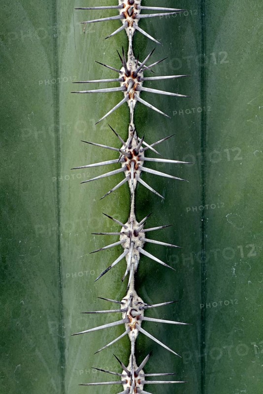 Spines