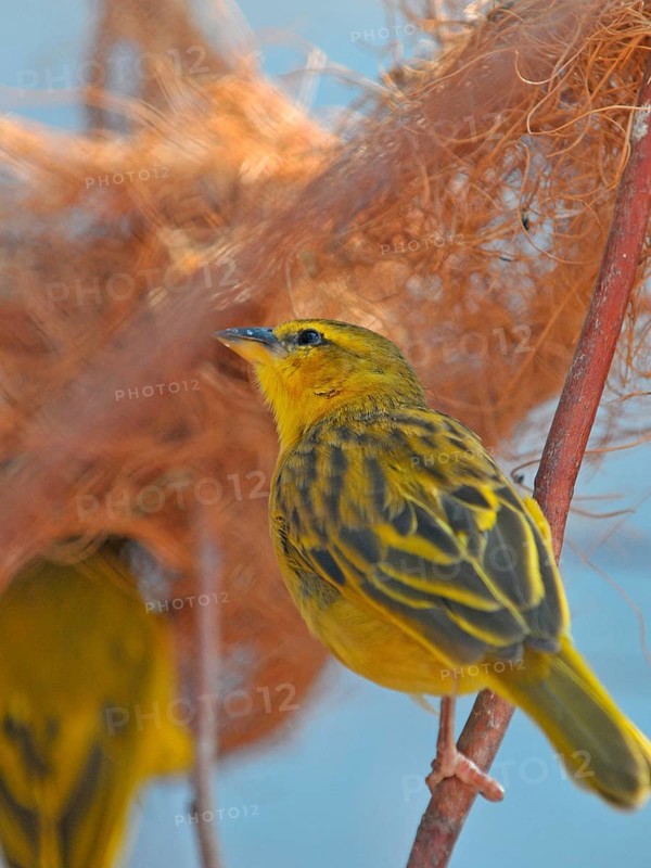 Nictitating band weaver