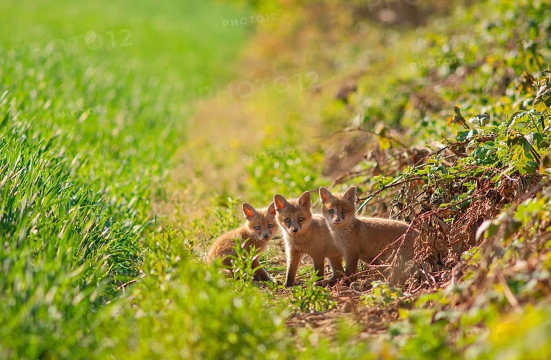 Red fox