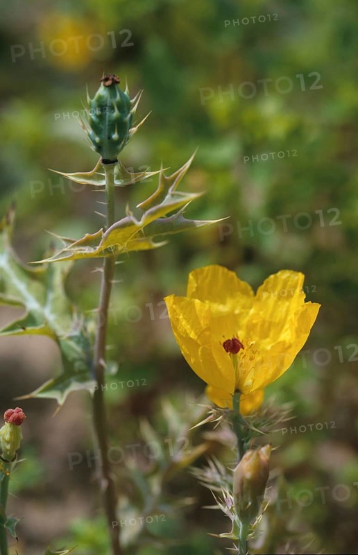 Mexican poppy