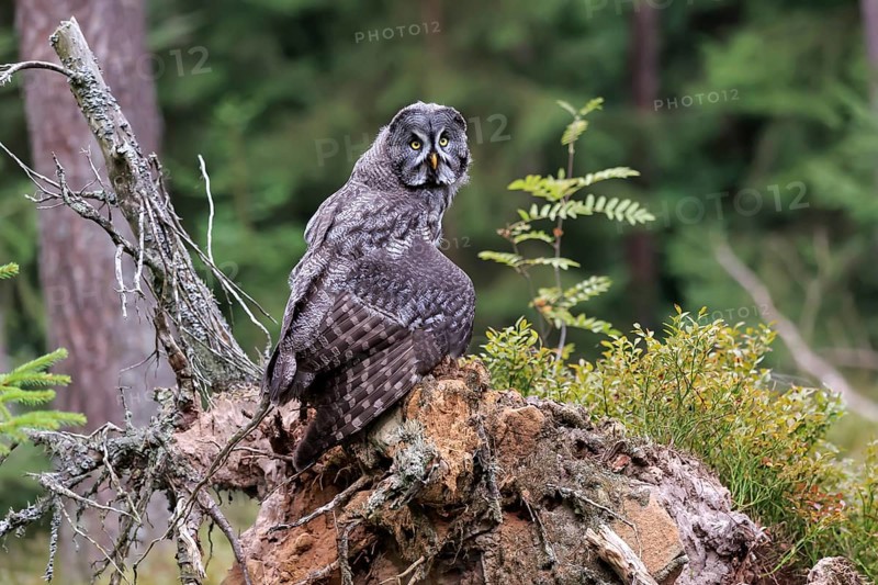Great Grey Owl