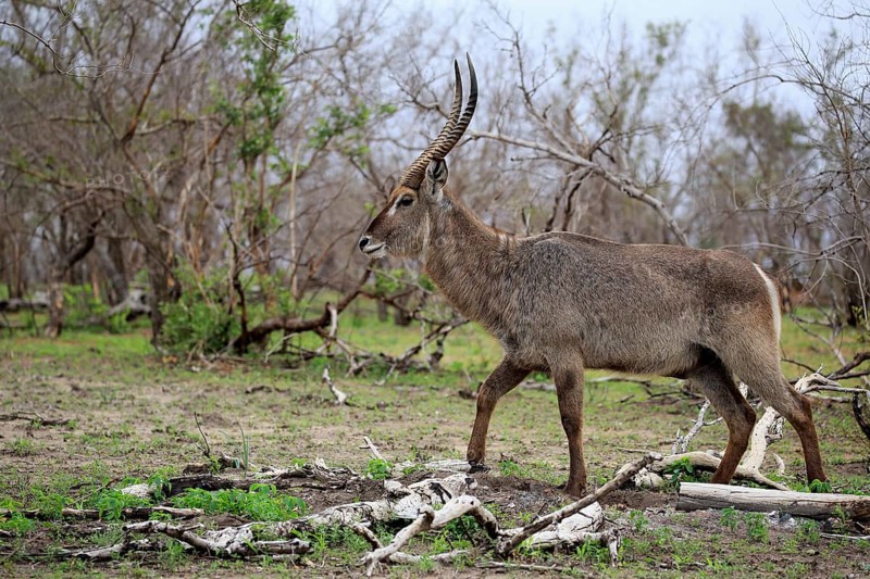 Common Waterbuck