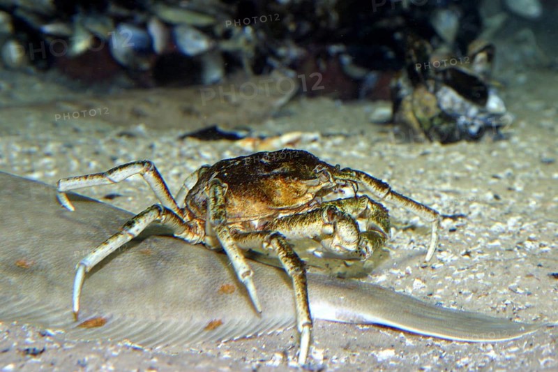 Large spider crab