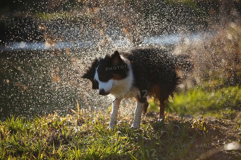 Australian Shepherd