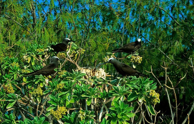 Black Noddy