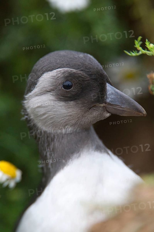Puffin