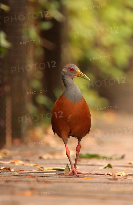 Grey-necked wood rail