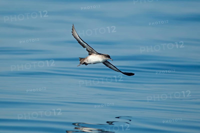 Balearic Shearwater