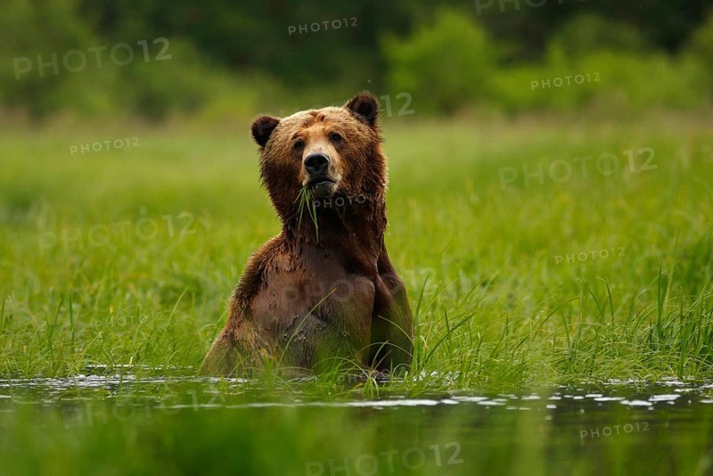Grizzly Bear