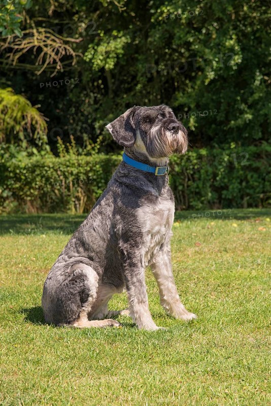 Domestic dog