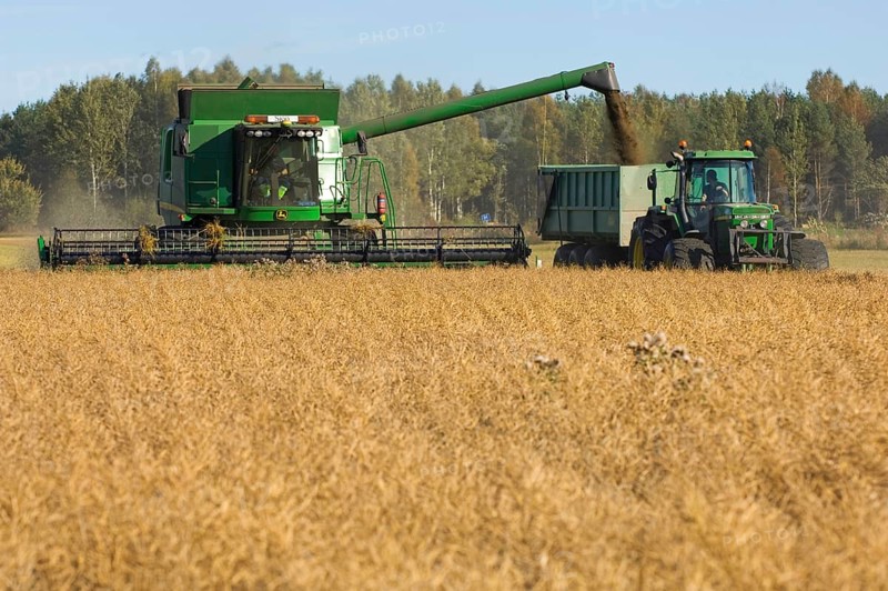 Oilseed rape