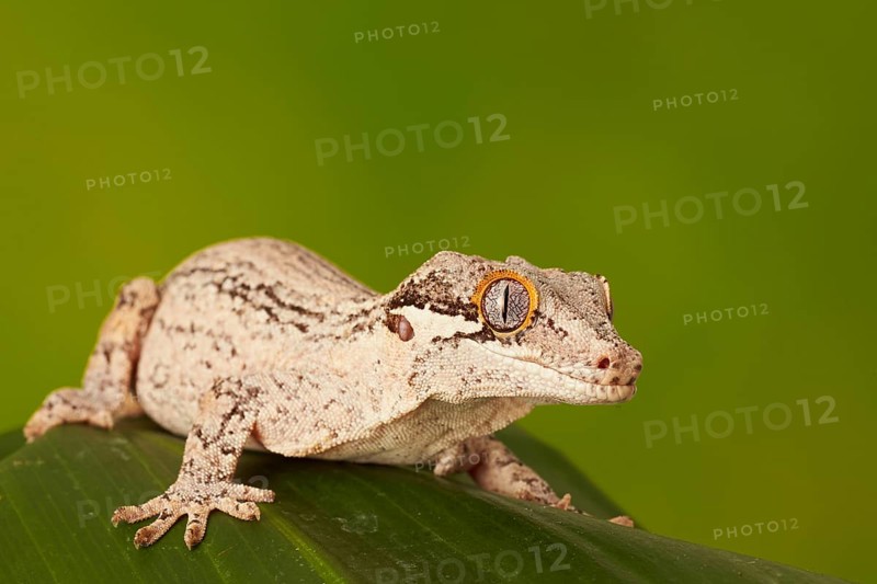 Gargoyle gecko
