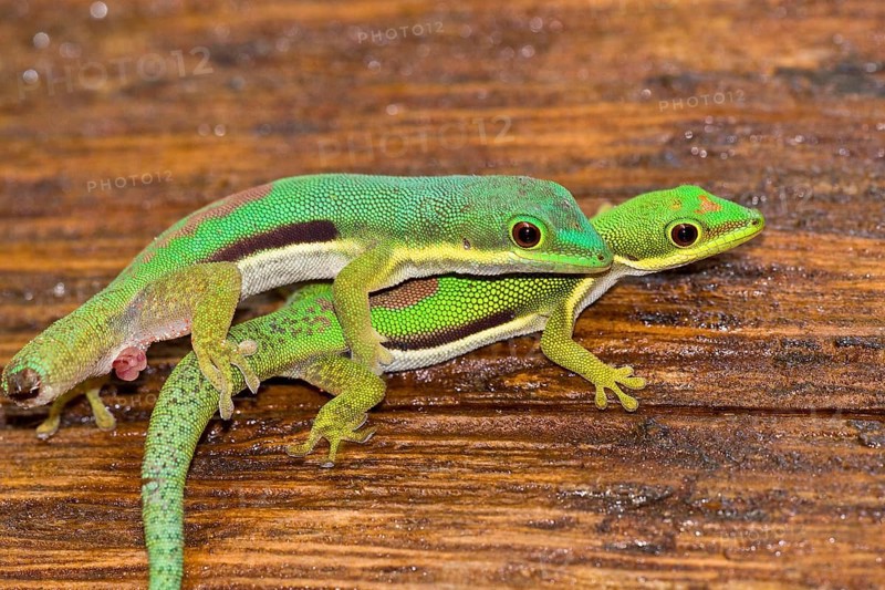 Green Gecko