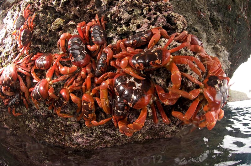 Christmas island red crab
