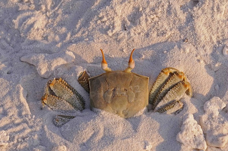 Horned Ghost Crab