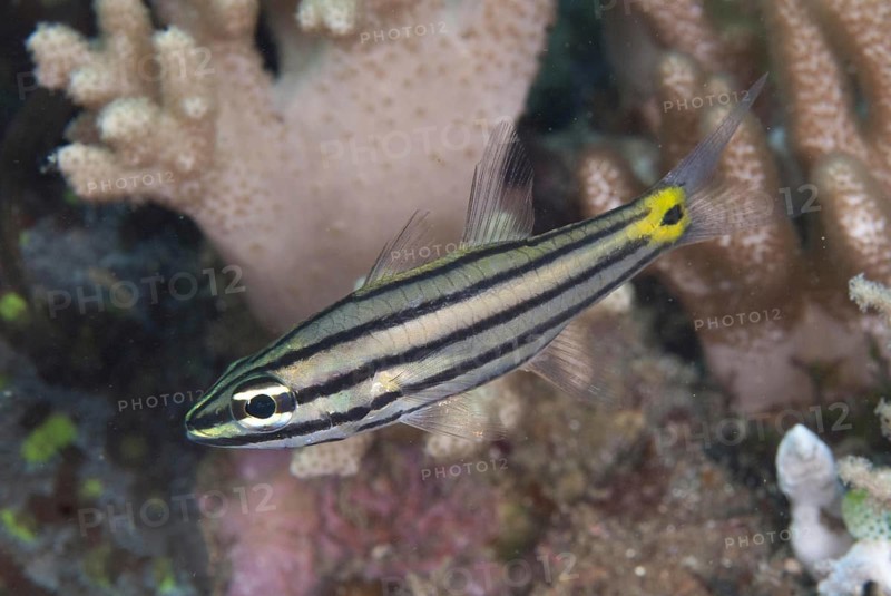 Cardinalfish