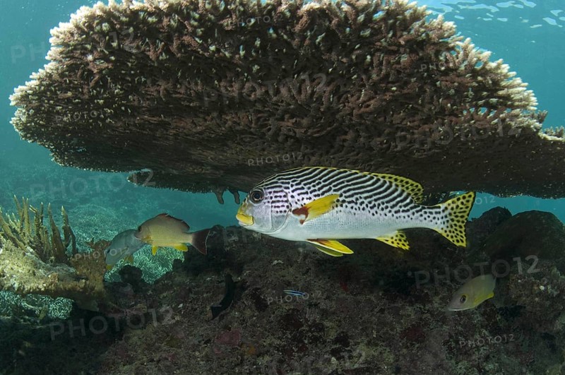 Diagonal-banded sweetlip