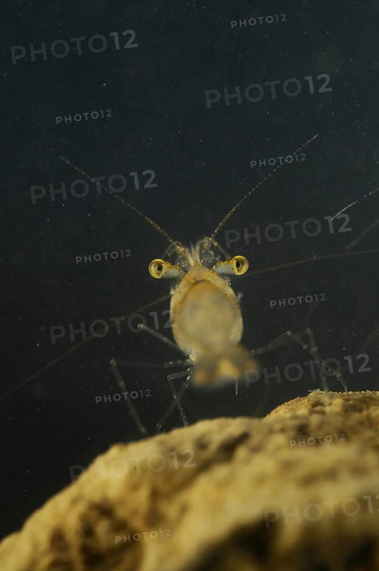 Pond Shrimp