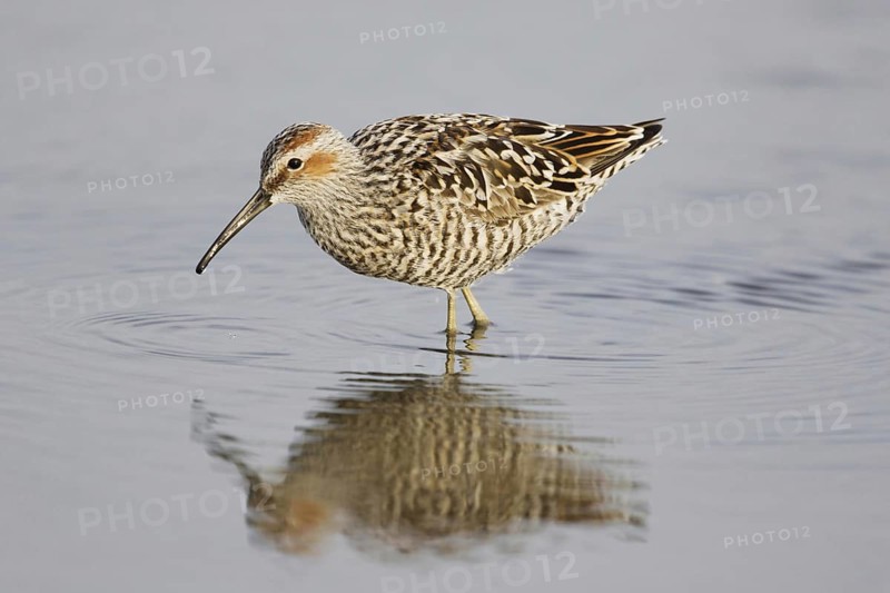 Stilt Sandpiper