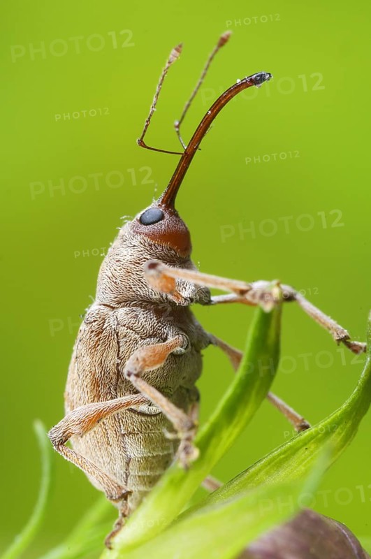 Chestnut Weevil