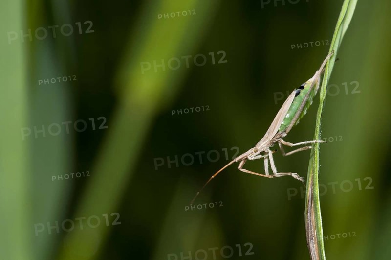 Grass bug