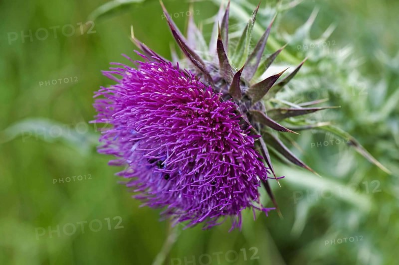 Musk Thistle