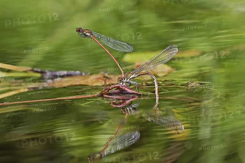Early damselfly