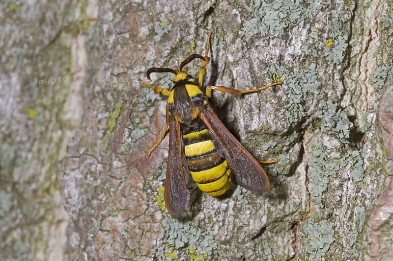 Aegeria apiformis