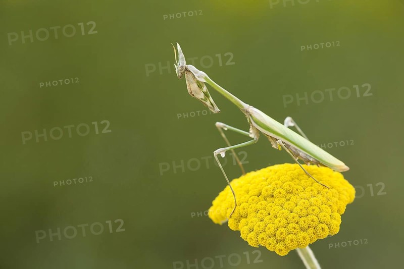 Conehead Mantis