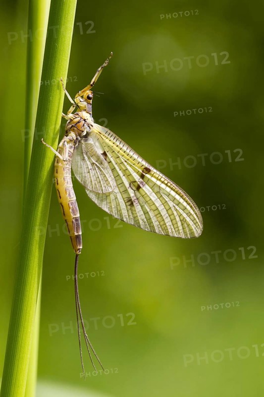 Mayfly