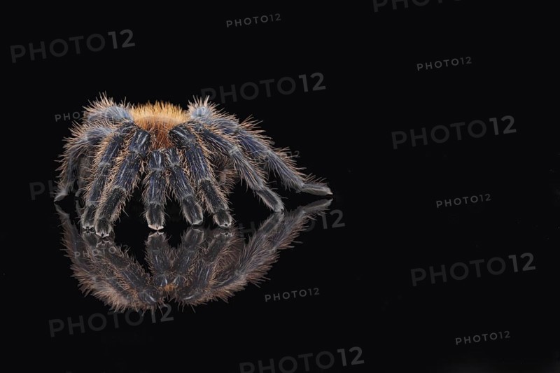 Greenbottle blue tarantula
