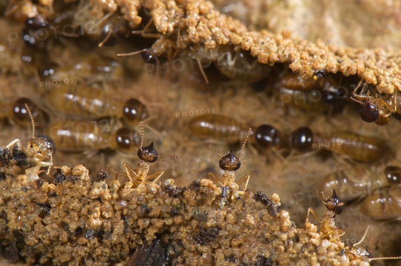 Adult long-nosed termites