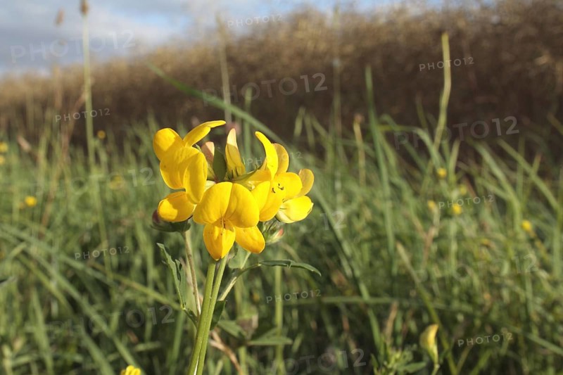 Bird's-foot Trefoil