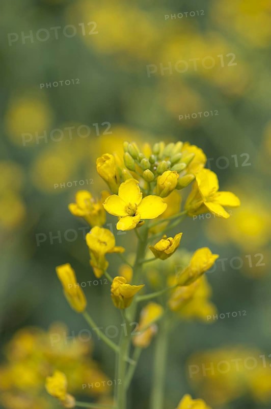 Oilseed Rape