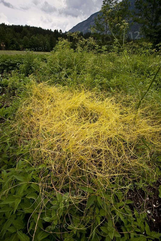 Nettle silk