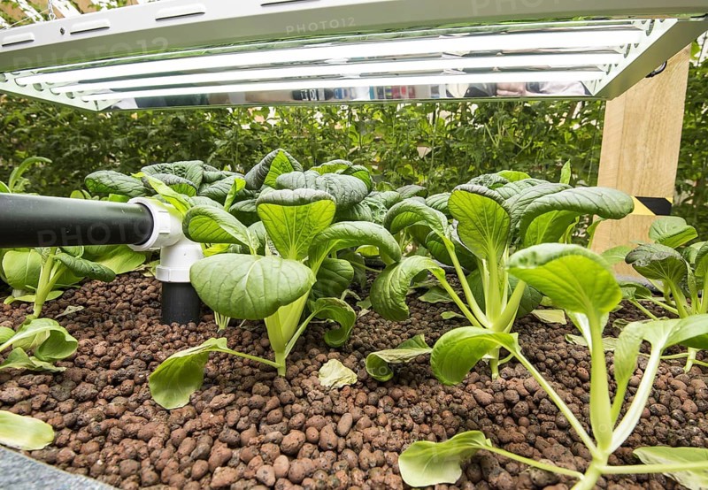 Pak choi grows in aquaponics unit