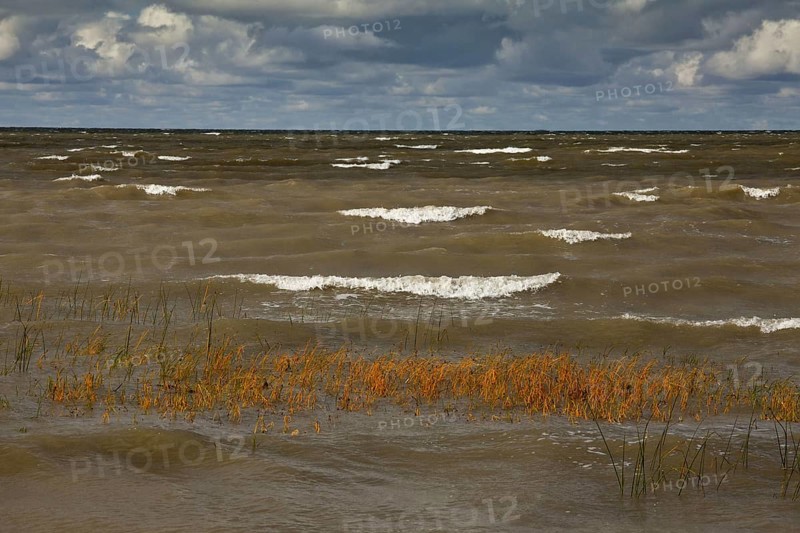 Scirpus maritimus