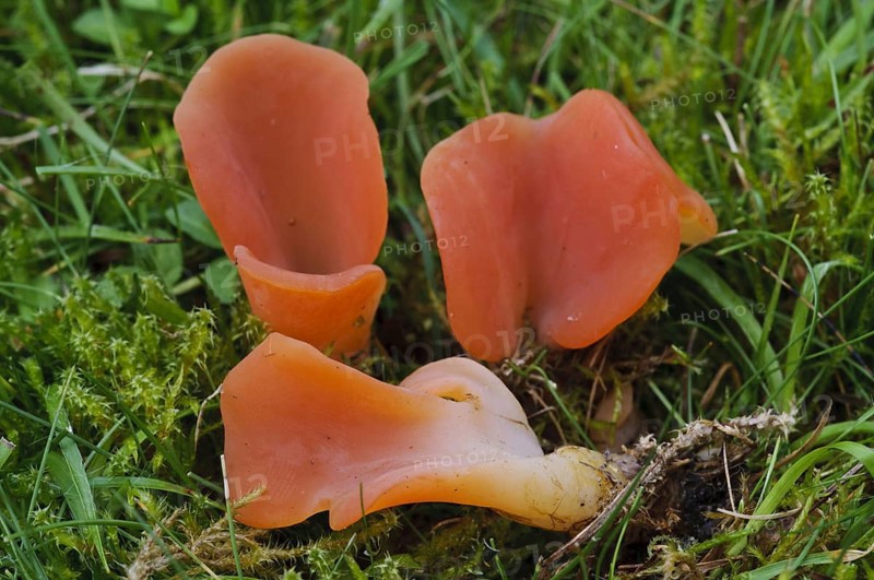 Salmon Salad Fungus