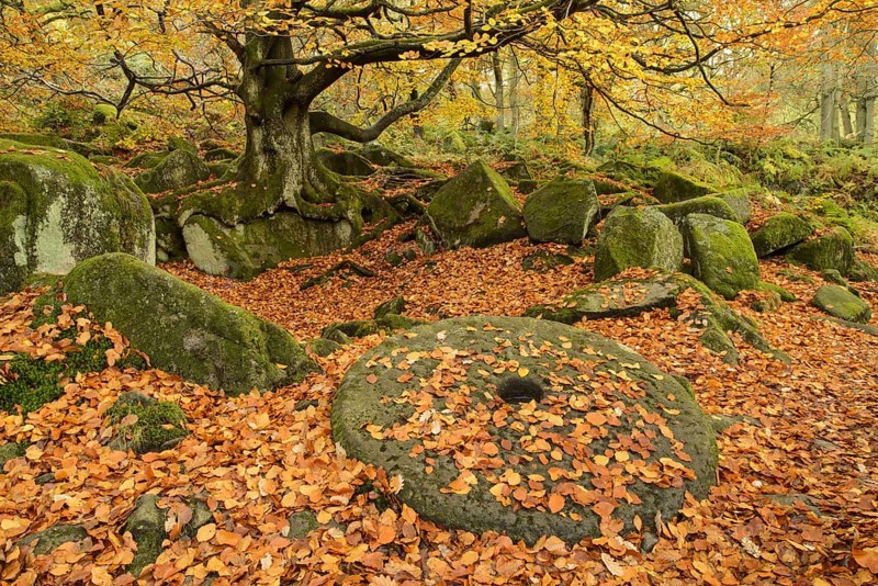 Abandoned millstone and Common Beech