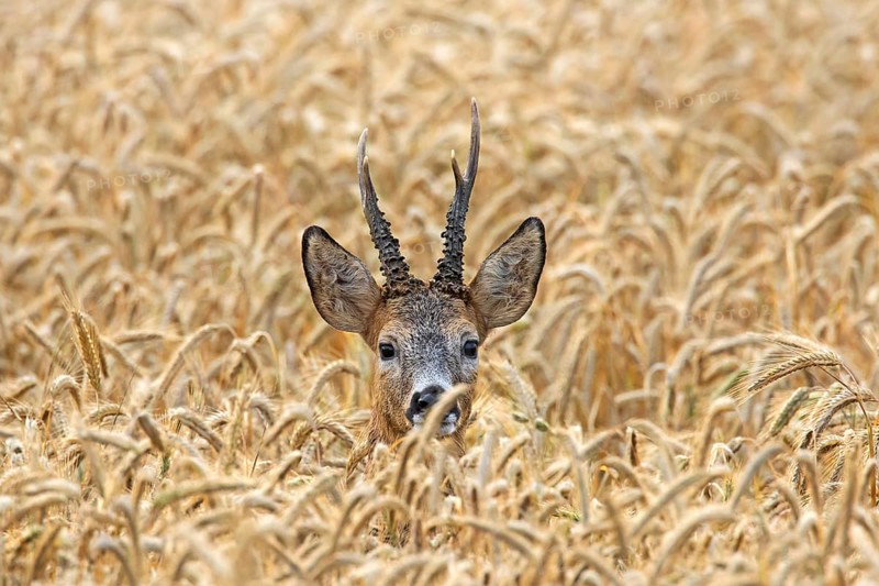 European european roe deer