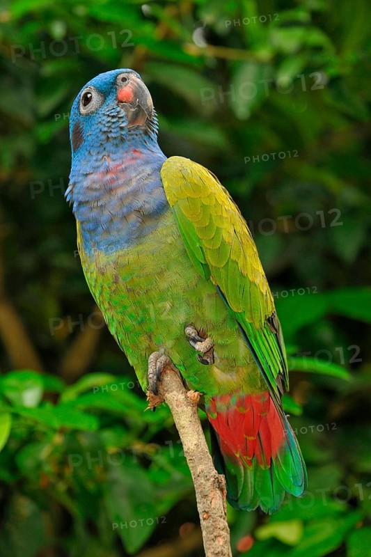 Black-eared Parrot