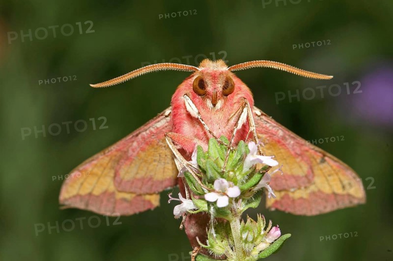 Small elephant hawk-moth
