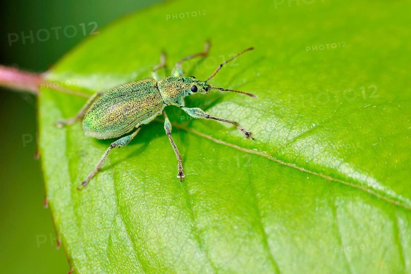 Green nettle beetle