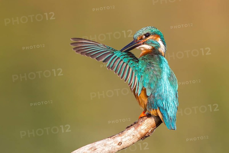 Kingfisher