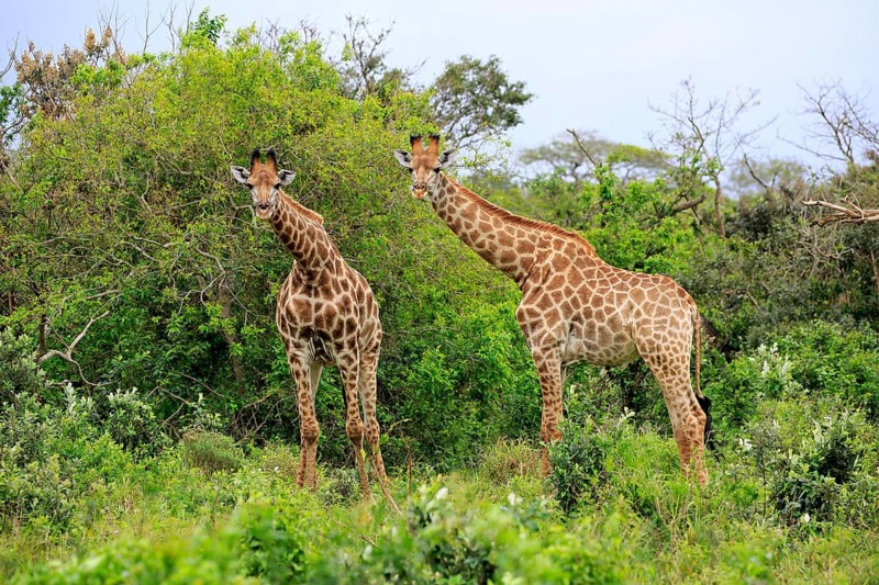 Southern giraffe